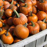 Sugar Pumpkins for sale at a farm stand.