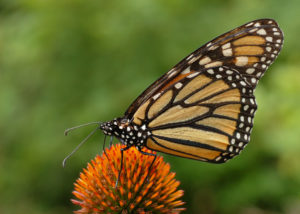 monarch butterfly danaus plexippus on echinacea purpurea