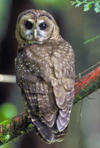 northern_spotted_owl-usfws-thumb