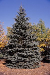picea_pungens_tree