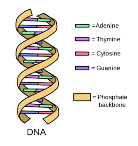 DNA Helix